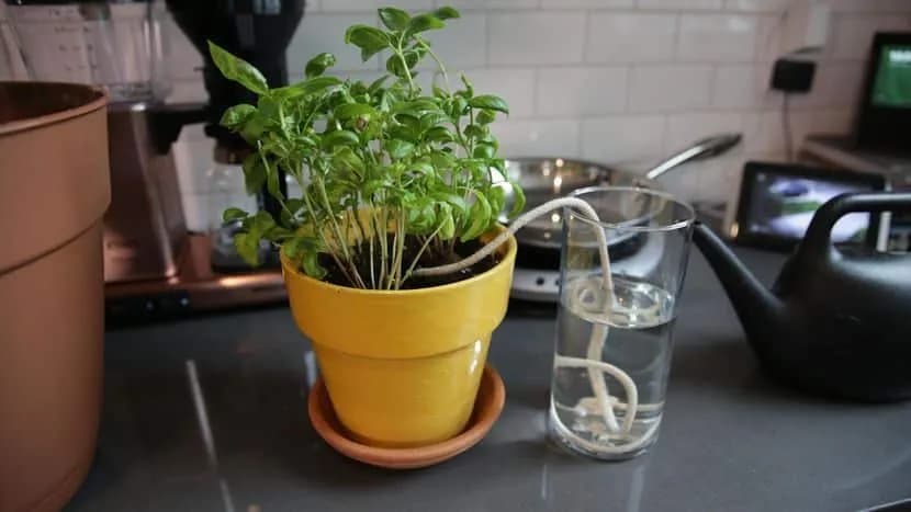 Cómo regar las plantas en vacaciones y mantenerlas saludables